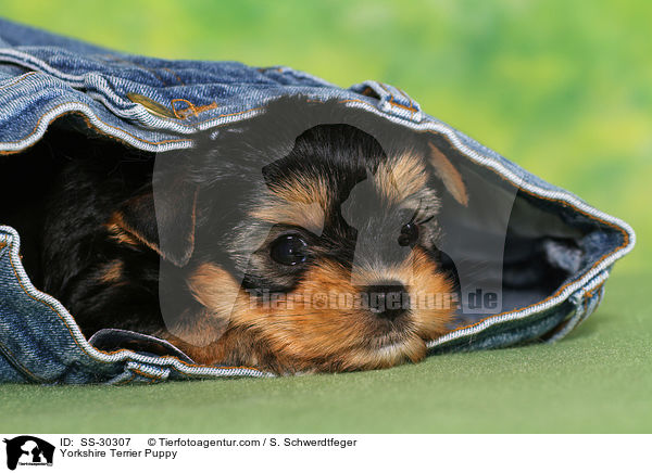 Yorkshire Terrier Welpe / Yorkshire Terrier Puppy / SS-30307
