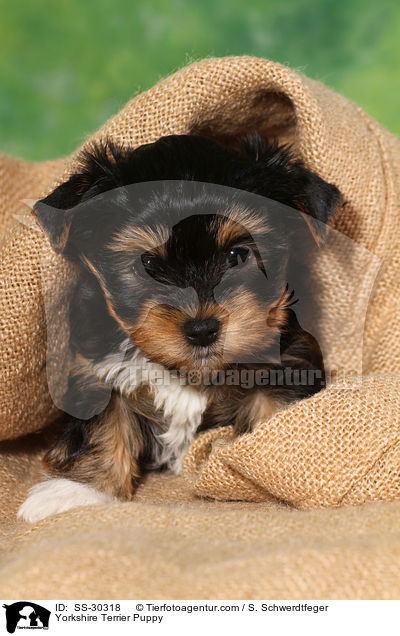 Yorkshire Terrier Welpe / Yorkshire Terrier Puppy / SS-30318