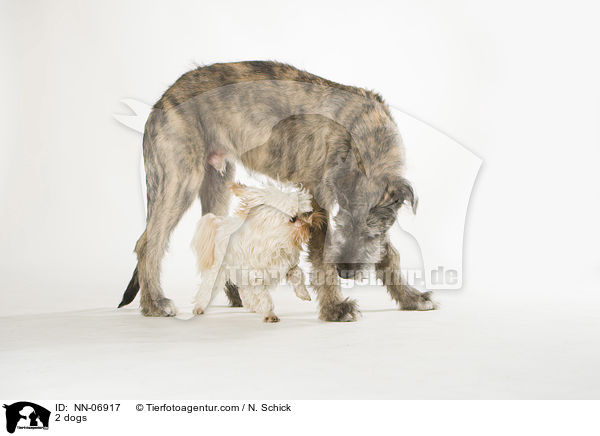 2 dogs / NN-06917