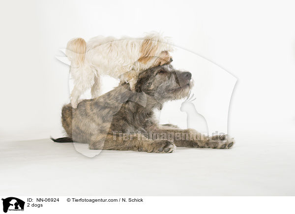 2 dogs / NN-06924