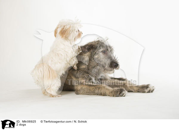 2 dogs / NN-06925