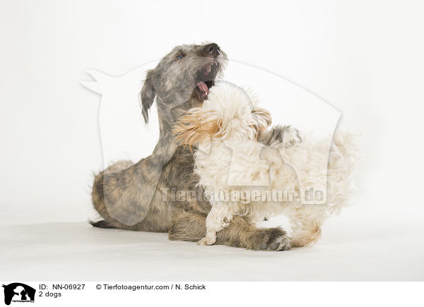 2 dogs / NN-06927