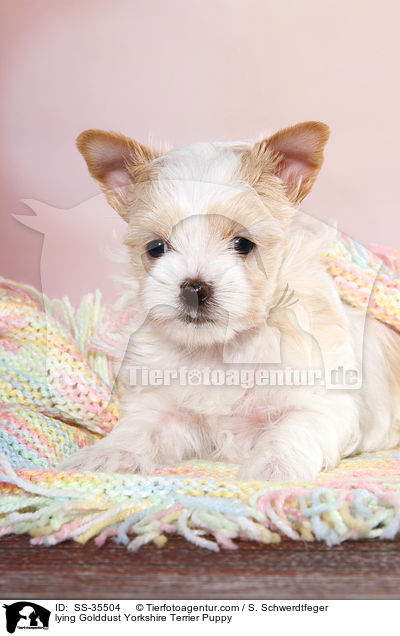liegender Golddust Yorkshire Terrier Welpe / lying Golddust Yorkshire Terrier Puppy / SS-35504