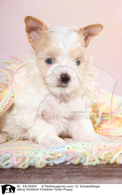 sitzender Golddust Yorkshire Terrier Welpe / sitting Golddust Yorkshire Terrier Puppy / SS-35505