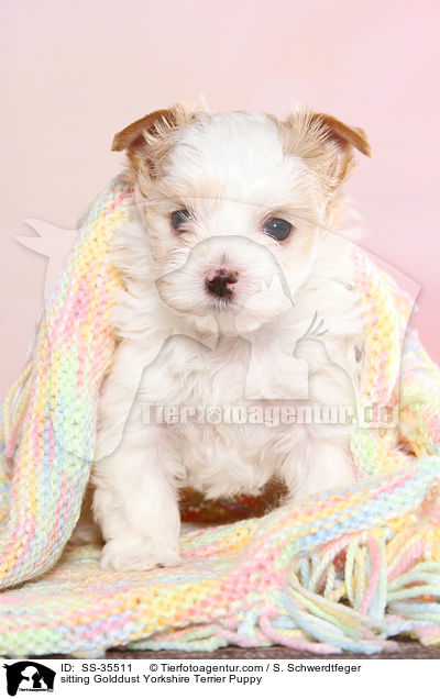 sitzender Golddust Yorkshire Terrier Welpe / sitting Golddust Yorkshire Terrier Puppy / SS-35511