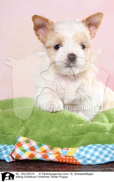 sitzender Golddust Yorkshire Terrier Welpe / sitting Golddust Yorkshire Terrier Puppy / SS-35515