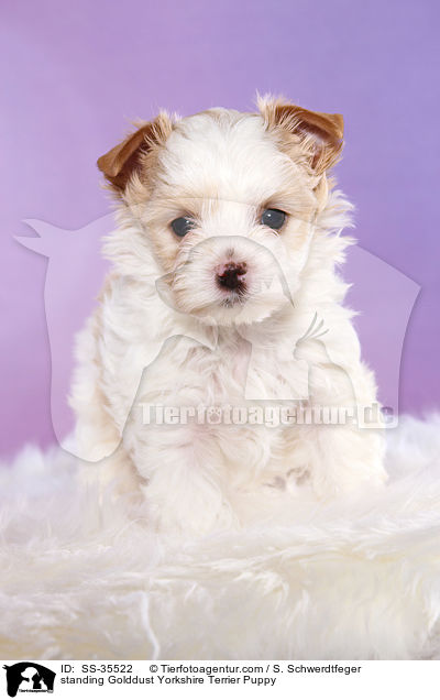 stehender Golddust Yorkshire Terrier Welpe / standing Golddust Yorkshire Terrier Puppy / SS-35522