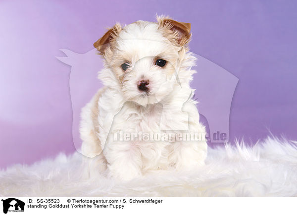 stehender Golddust Yorkshire Terrier Welpe / standing Golddust Yorkshire Terrier Puppy / SS-35523
