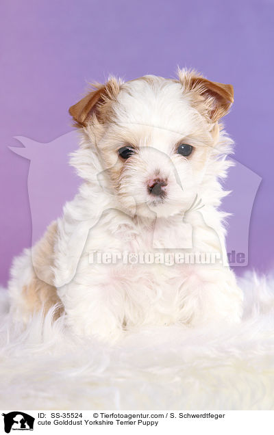 ser Golddust Yorkshire Terrier Welpe / cute Golddust Yorkshire Terrier Puppy / SS-35524