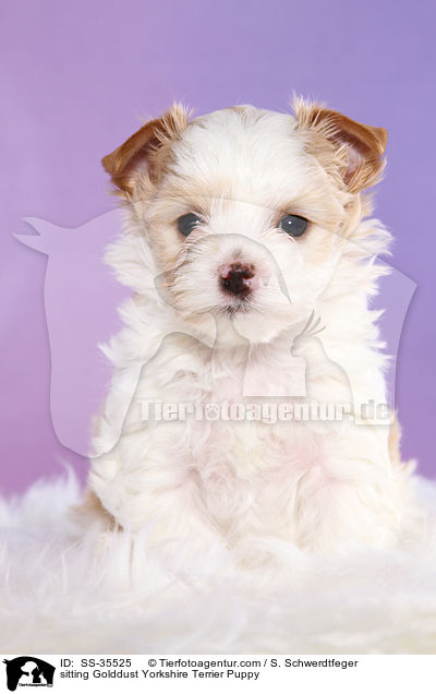 sitzender Golddust Yorkshire Terrier Welpe / sitting Golddust Yorkshire Terrier Puppy / SS-35525