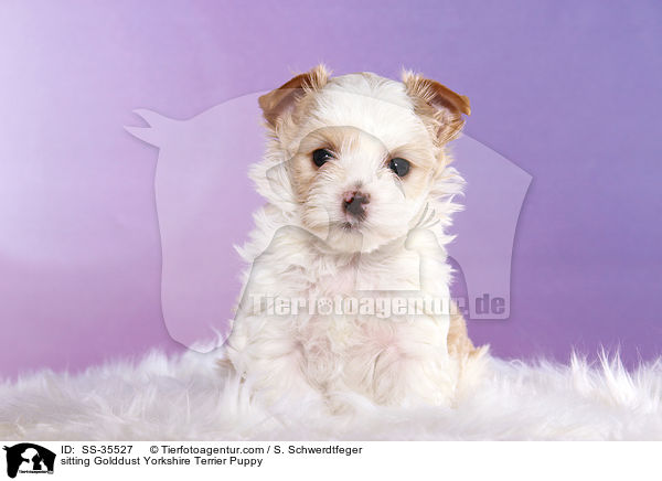 sitzender Golddust Yorkshire Terrier Welpe / sitting Golddust Yorkshire Terrier Puppy / SS-35527