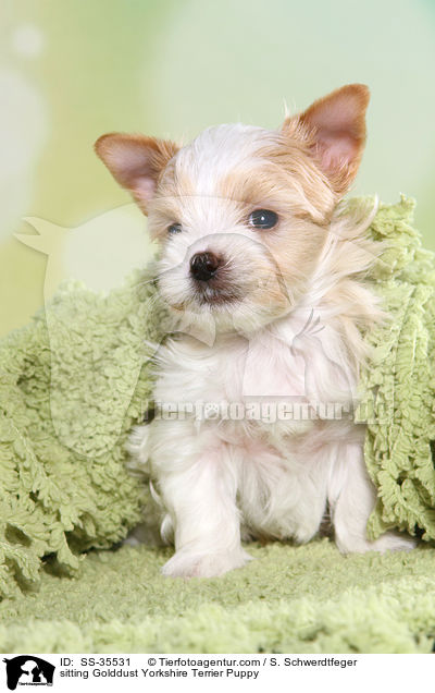 sitzender Golddust Yorkshire Terrier Welpe / sitting Golddust Yorkshire Terrier Puppy / SS-35531