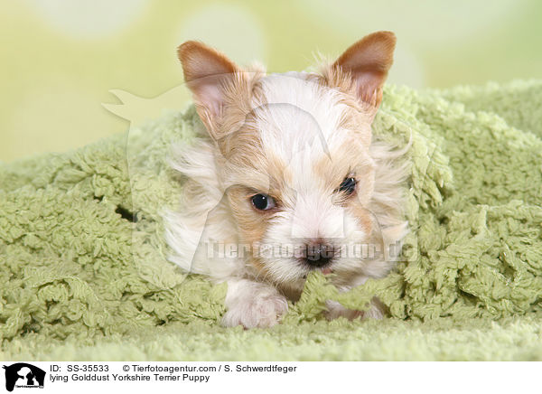 liegender Golddust Yorkshire Terrier Welpe / lying Golddust Yorkshire Terrier Puppy / SS-35533