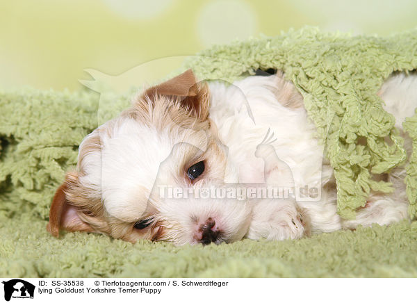 liegender Golddust Yorkshire Terrier Welpe / lying Golddust Yorkshire Terrier Puppy / SS-35538
