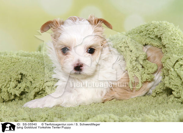 liegender Golddust Yorkshire Terrier Welpe / lying Golddust Yorkshire Terrier Puppy / SS-35540