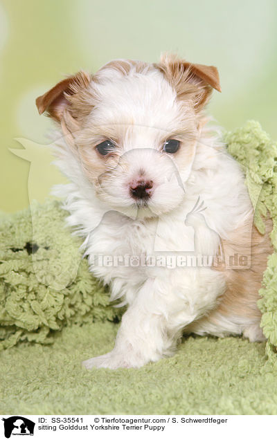 sitzender Golddust Yorkshire Terrier Welpe / sitting Golddust Yorkshire Terrier Puppy / SS-35541