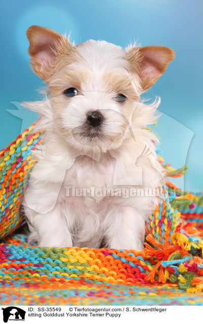 sitzender Golddust Yorkshire Terrier Welpe / sitting Golddust Yorkshire Terrier Puppy / SS-35549