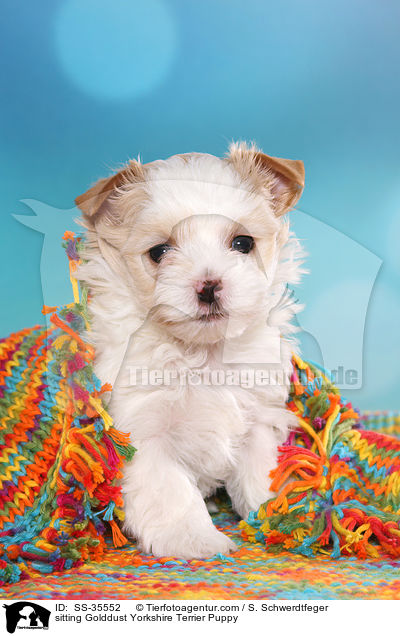 sitzender Golddust Yorkshire Terrier Welpe / sitting Golddust Yorkshire Terrier Puppy / SS-35552