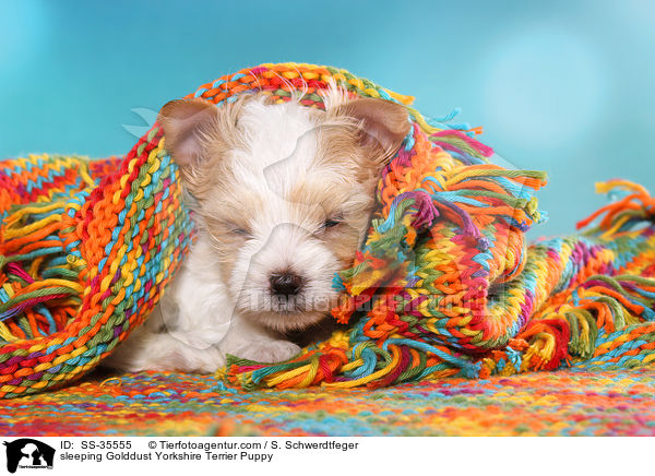 schlafender Golddust Yorkshire Terrier Welpe / sleeping Golddust Yorkshire Terrier Puppy / SS-35555