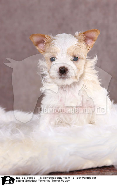 sitzender Golddust Yorkshire Terrier Welpe / sitting Golddust Yorkshire Terrier Puppy / SS-35558