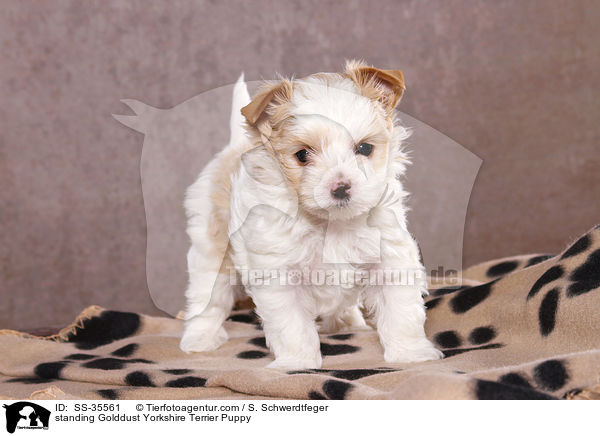 stehender Golddust Yorkshire Terrier Welpe / standing Golddust Yorkshire Terrier Puppy / SS-35561
