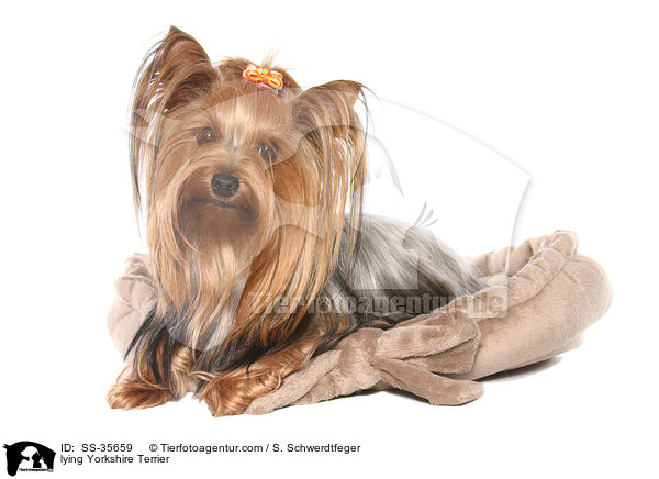 lying Yorkshire Terrier / SS-35659