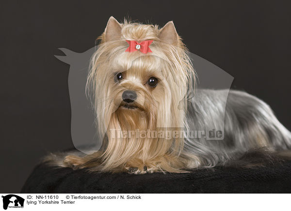 liegender Yorkshire Terrier / lying Yorkshire Terrier / NN-11610