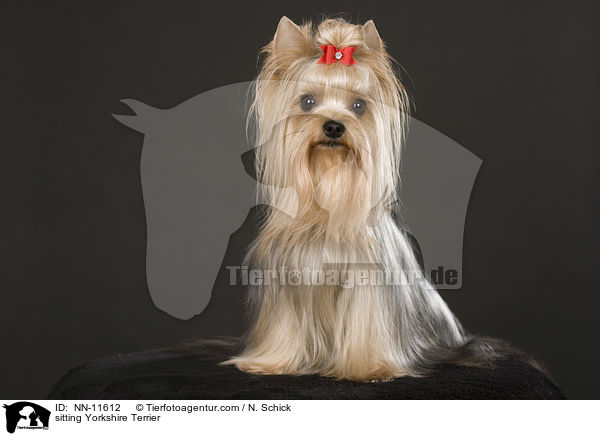sitzender Yorkshire Terrier / sitting Yorkshire Terrier / NN-11612