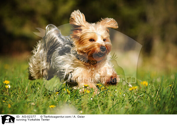 running Yorkshire Terrier / AG-02377