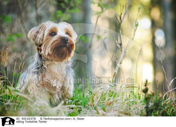 sitzender Yorkshire Terrier / sitting Yorkshire Terrier / AG-02378