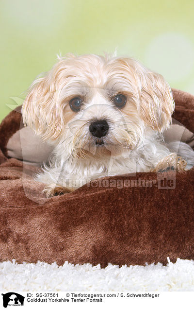 Golddust Yorkshire Terrier Portrait / Golddust Yorkshire Terrier Portrait / SS-37561