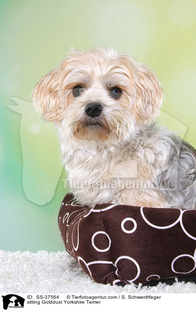 sitzender Golddust Yorkshire Terrier / sitting Golddust Yorkshire Terrier / SS-37564