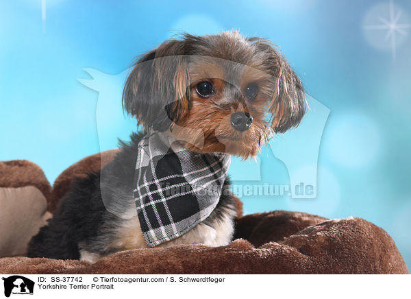 Yorkshire Terrier Portrait / Yorkshire Terrier Portrait / SS-37742