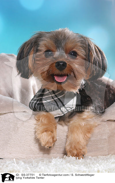 liegender Yorkshire Terrier / lying Yorkshire Terrier / SS-37751