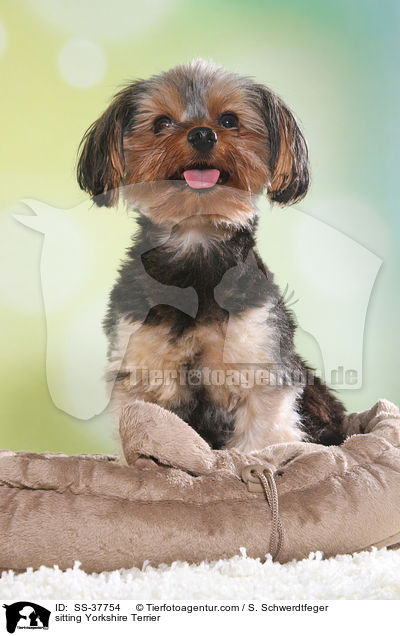 sitzender Yorkshire Terrier / sitting Yorkshire Terrier / SS-37754