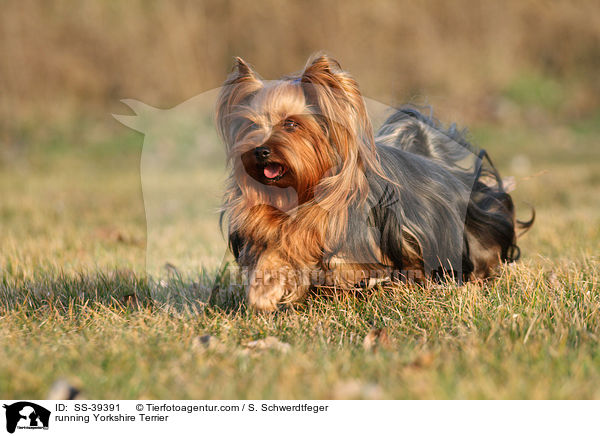 running Yorkshire Terrier / SS-39391