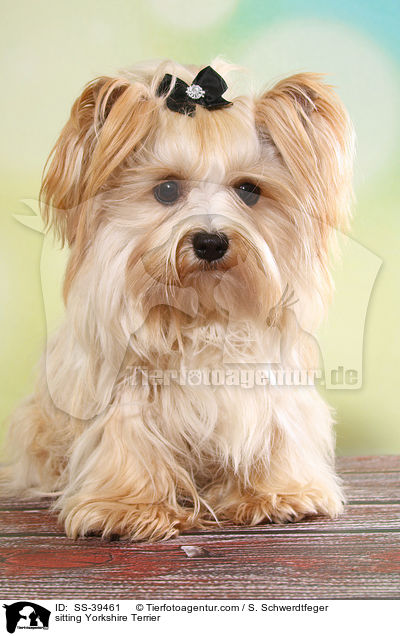 sitzender Yorkshire Terrier / sitting Yorkshire Terrier / SS-39461