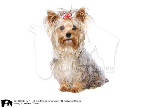sitzender Yorkshire Terrier / sitting Yorkshire Terrier / SS-39477