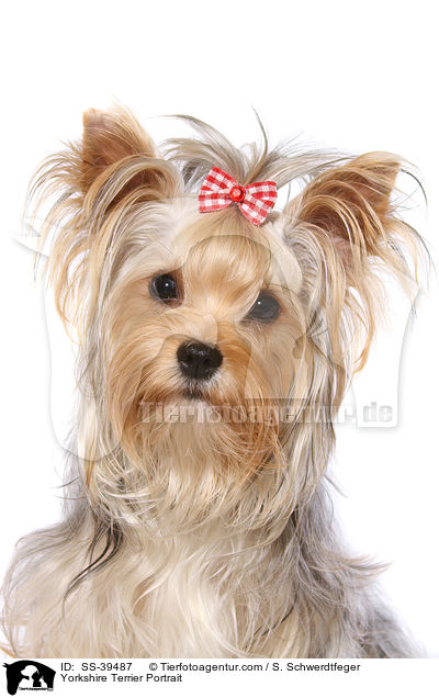 Yorkshire Terrier Portrait / Yorkshire Terrier Portrait / SS-39487