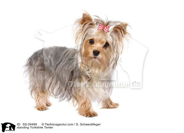 stehender Yorkshire Terrier / standing Yorkshire Terrier / SS-39488