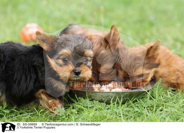 3 Yorkshire Terrier Welpen / 3 Yorkshire Terrier Puppies / SS-39668
