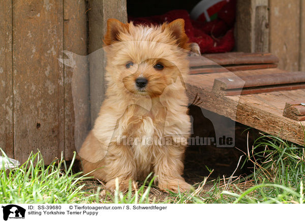 sitzender Yorkshire Terrier Welpe / sitting Yorkshire Terrier Puppy / SS-39680