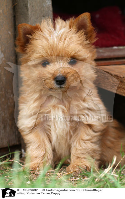 sitzender Yorkshire Terrier Welpe / sitting Yorkshire Terrier Puppy / SS-39692