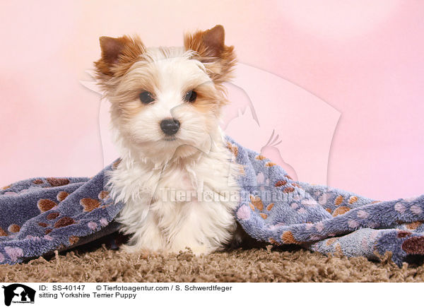 sitzender Yorkshire Terrier Welpe / sitting Yorkshire Terrier Puppy / SS-40147