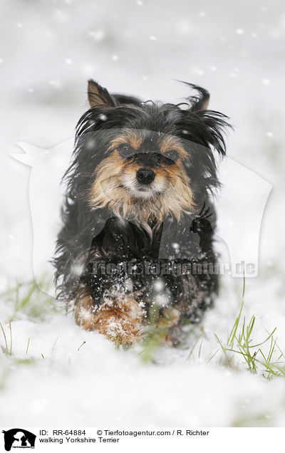 walking Yorkshire Terrier / RR-64884
