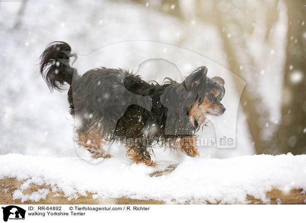laufender Yorkshire Terrier / walking Yorkshire Terrier / RR-64892