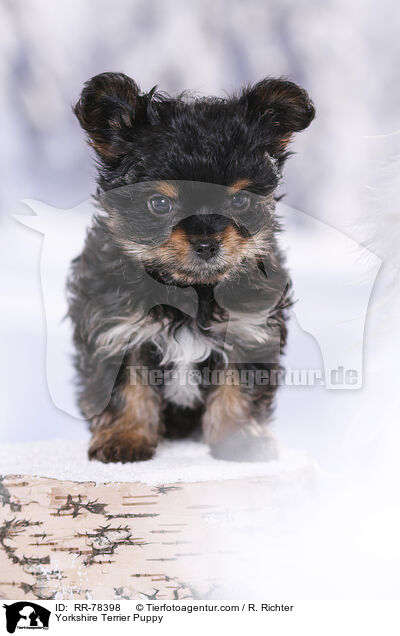 Yorkshire Terrier Welpe / Yorkshire Terrier Puppy / RR-78398