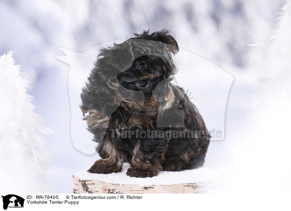 Yorkshire Terrier Welpe / Yorkshire Terrier Puppy / RR-78405