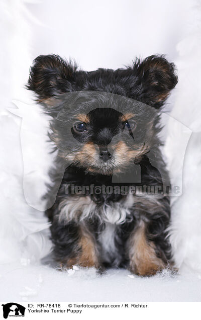 Yorkshire Terrier Welpe / Yorkshire Terrier Puppy / RR-78418