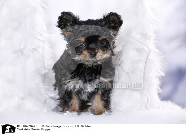 Yorkshire Terrier Welpe / Yorkshire Terrier Puppy / RR-78420